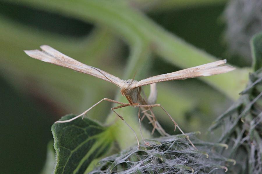 Пальцекрылка (лат. Pterophoridae, птерофорида) - некрупная сумеречная бабочка (моль) с узкими лопастными крыльями буровато-серого цвета и длинными ногами