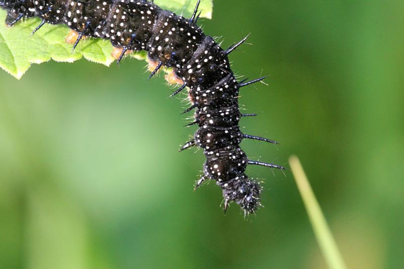 Чёрная гусеница с шипами и белыми точками, из которой вырастет бабочка дневной павлиний глаз (лат. Inachis io), часто можно встретить на крапиве