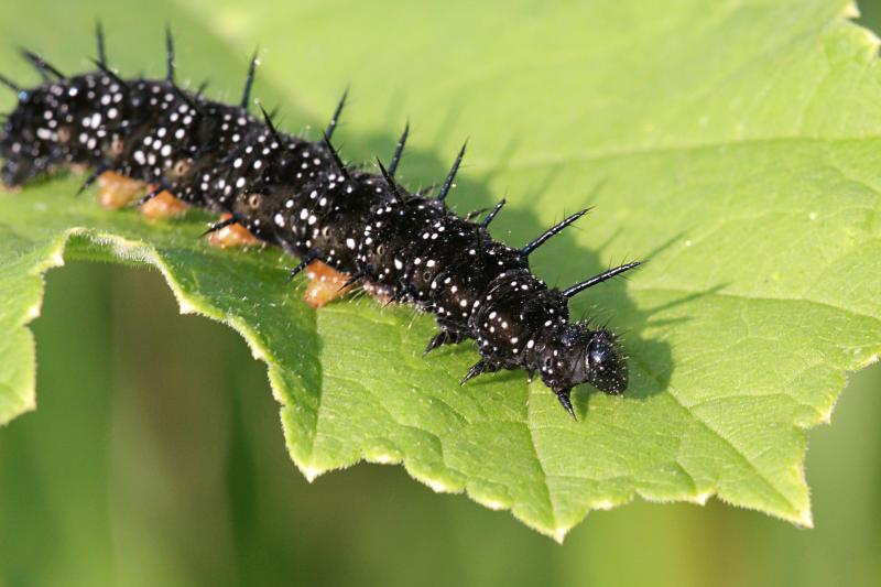Чёрная гусеница с шипами и белыми точками, из которой вырастет бабочка дневной павлиний глаз (лат. Inachis io), часто можно встретить на крапиве