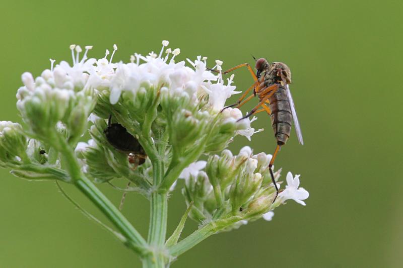 Желтоспинный толкунчик (Empis stercorea) - хищный «комарик» жёлтого цвета с длинным носом, Y-образными усиками и чёрными полосками на спинке