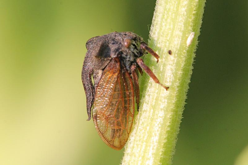 горбатка рогатая (обыкновенная), бодушка (лат. Centrotus cornutus) - похожее на цикаду насекомое с рогами-крыльями и длинным рогом - чемоданной ручкой на спине