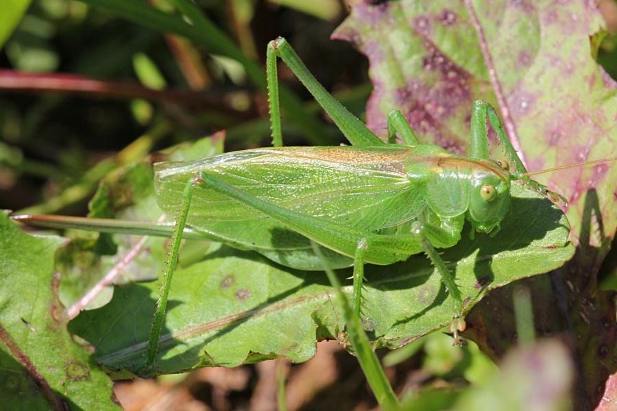 Кузнечик певчий (лат. Tettigonia cantans) зелёного цвета с крыльями, усами, прыговыми ногами и саблей (самка)