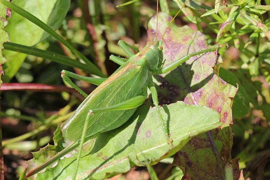 Кузнечик певчий (лат. Tettigonia cantans) зелёного цвета с крыльями, усами, прыговыми ногами и саблей (самка)