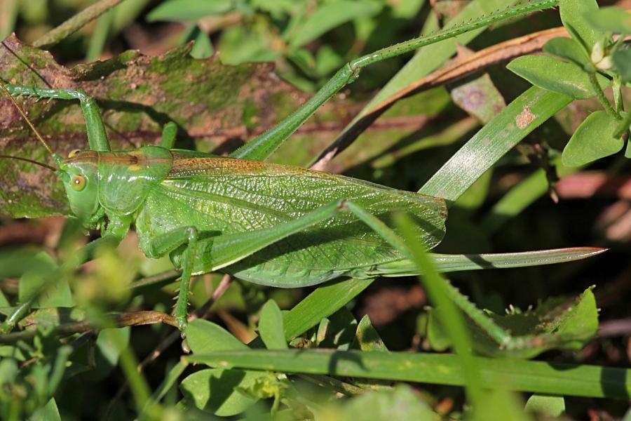 Кузнечик певчий (лат. Tettigonia cantans) зелёного цвета с крыльями, усами, прыговыми ногами и саблей (самка)