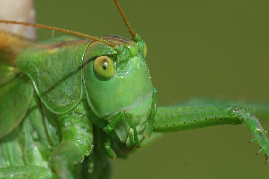 Голова кузнечика певчего (лат. Tettigonia cantans) крупным планом - зелёного цвета с крыльями, усами, прыговыми ногами и саблей (самка)