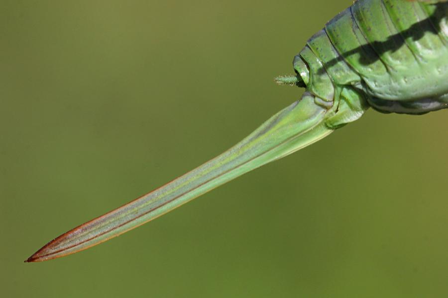 Сабля (яйцеклад) самки кузнечика певчего (лат. Tettigonia cantans) крупным планом