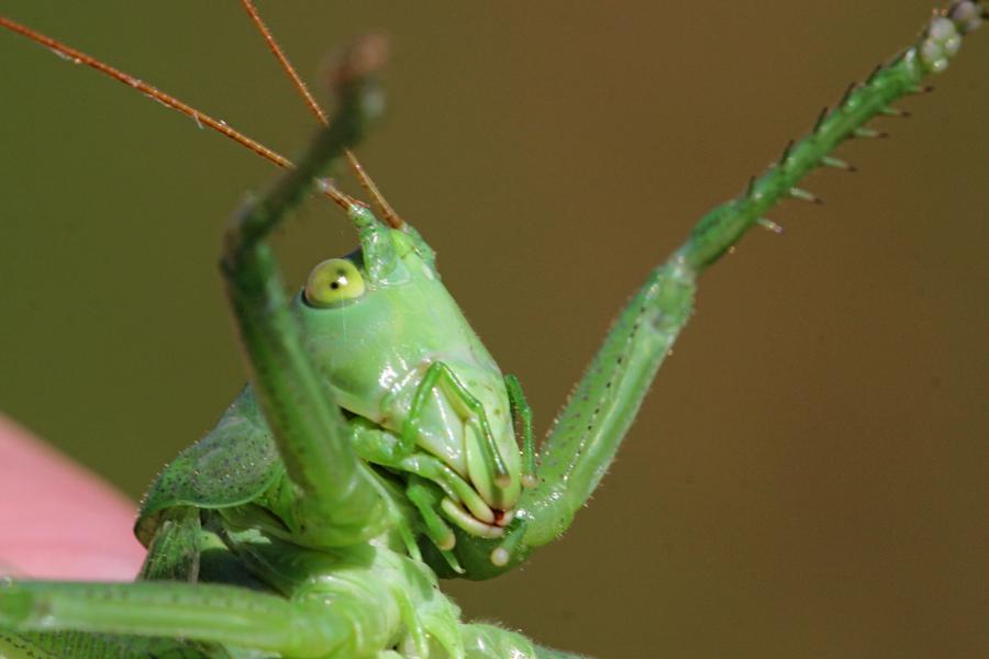 голова с щупиками кузнечика певчего (лат. Tettigonia cantans) крупным планом