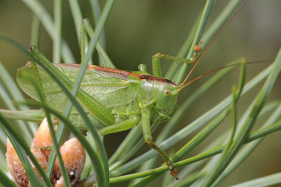 Кузнечик певчий (лат. Tettigonia cantans) зелёного цвета с крыльями, усами, прыговыми ногами и саблей (самка)