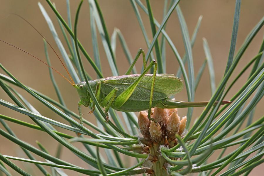 Кузнечик певчий (лат. Tettigonia cantans) зелёного цвета с крыльями, усами, прыговыми ногами и саблей (самка)