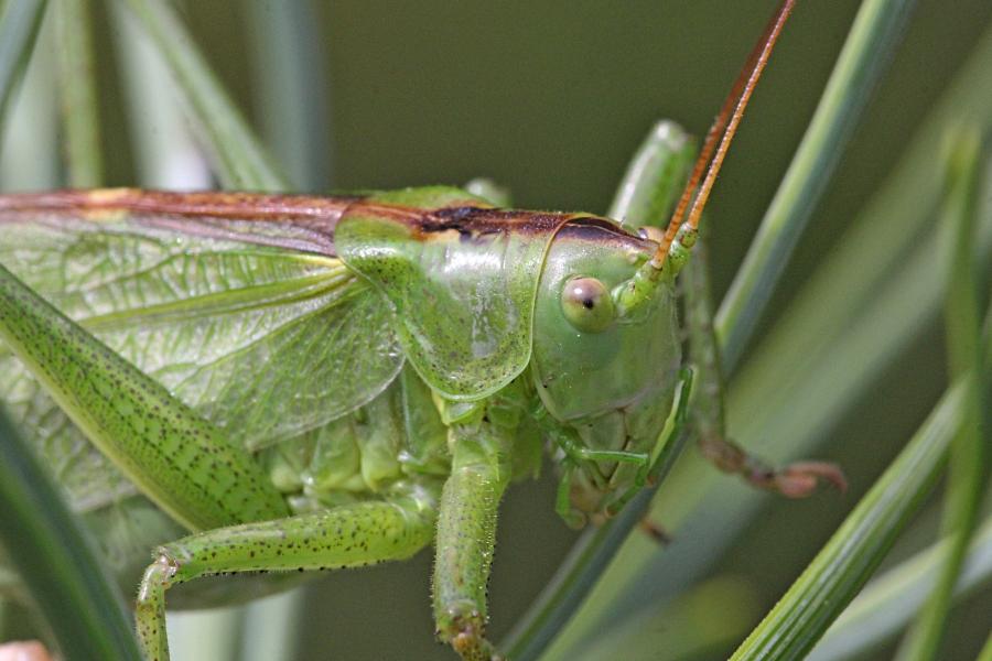 Кузнечик певчий (лат. Tettigonia cantans) зелёного цвета с крыльями, усами, прыговыми ногами и саблей (самка)