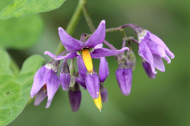 Фиолетовые (лиловые) цветки паслёна сладко-горького (лат. Solanum dulcamar) с жёлтой серединкой, похожие на цветы картофеля на лиановдином стебле в ивняке у реки