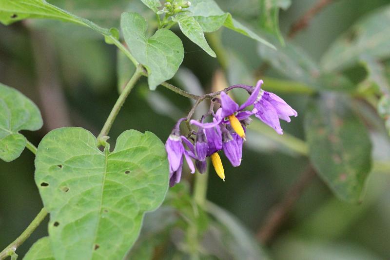 Фиолетовые (лиловые) цветки паслёна сладко-горького (лат. Solanum dulcamar) с жёлтой серединкой, похожие на цветы картофеля на лиановдином стебле в ивняке у реки