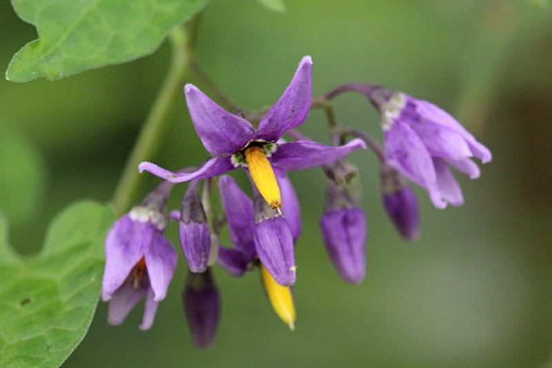 Фиолетовые (лиловые) цветки паслёна сладко-горького (лат. Solanum dulcamar) с жёлтой серединкой, похожие на цветы картофеля на лиановдином стебле в ивняке у реки