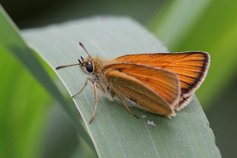 Толстоголовка (Hesperiidae) - мелкая бабочка с охристыми крыльями, сложенными книжкой и непропорционально крупным телом и головой