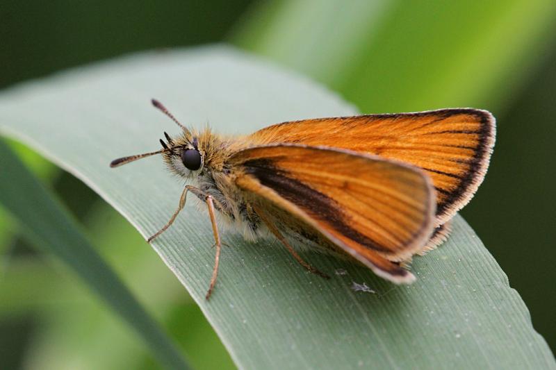 Толстоголовка (Hesperiidae) - мелкая бабочка с охристыми крыльями, сложенными книжкой и непропорционально крупным телом и головой