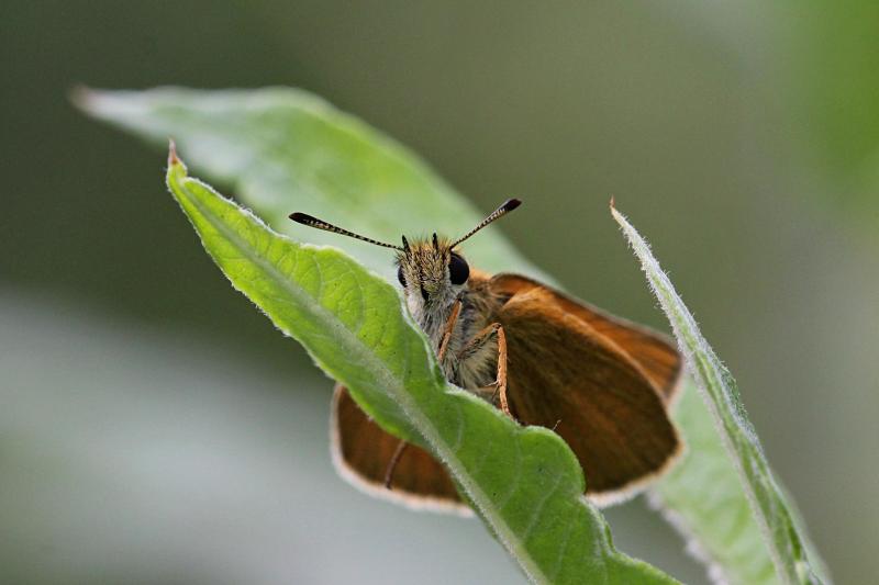 Толстоголовка (Hesperiidae) - мелкая бабочка с охристыми крыльями, сложенными книжкой и непропорционально крупным телом и головой