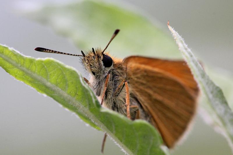 Толстоголовка (Hesperiidae) - мелкая бабочка с охристыми крыльями, сложенными книжкой и непропорционально крупным телом и головой