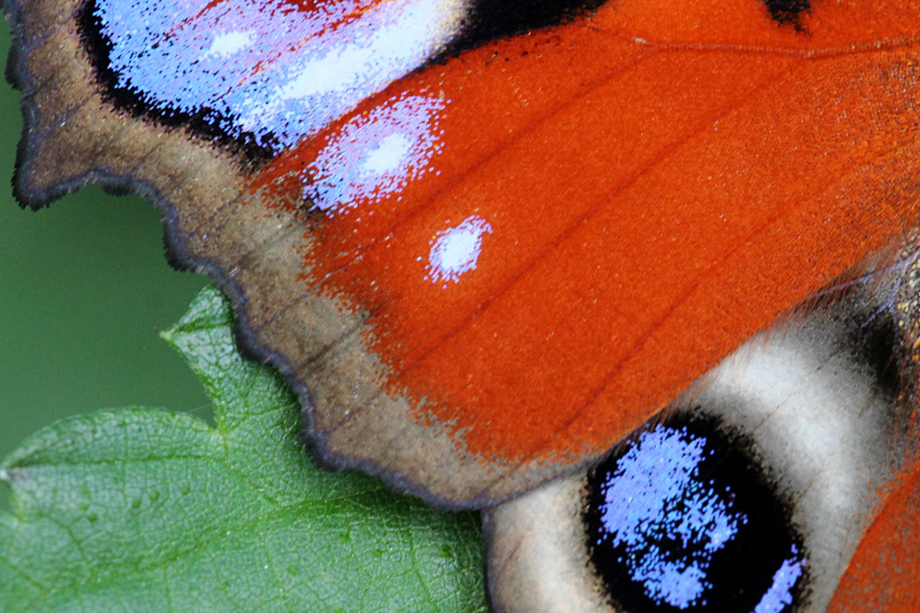 Крылья бабочки павлиний глаз. Павлиний глаз (бабочка). Дневной павлиний глаз бабочка. Крыло бабочки павлиний глаз под микроскопом.