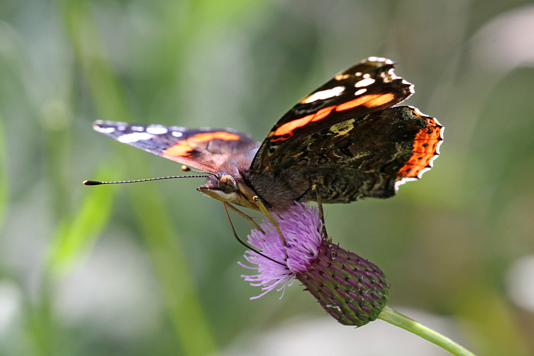 Адмирал - крупная бабочка с тёмными крыльями с оранжево-красной полосой и  белыми пятнами - Михаил Соколов