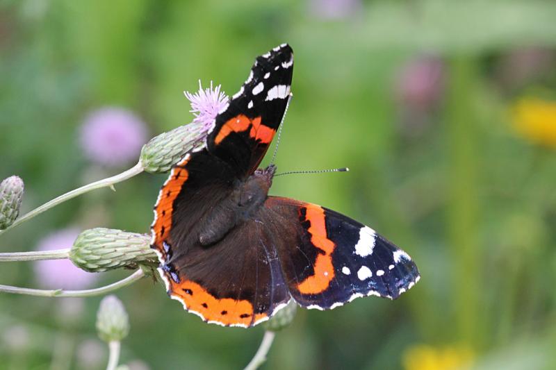 Бабочка адмирал (лат. Vanessa atalanta) с тёмными, почти чёрными крыльями, на которых яркая оранжево-красная полоса и белые пятна