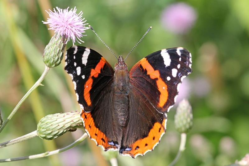 Бабочка адмирал (лат. Vanessa atalanta) с тёмными, почти чёрными крыльями, на которых яркая оранжево-красная полоса и белые пятна