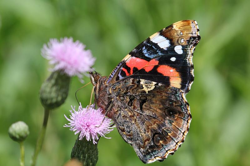 Бабочка адмирал (лат. Vanessa atalanta) с тёмными, почти чёрными крыльями, на которых яркая оранжево-красная полоса и белые пятна  пьет нектар на цветке бодяка полевого (Cirsium arvense)