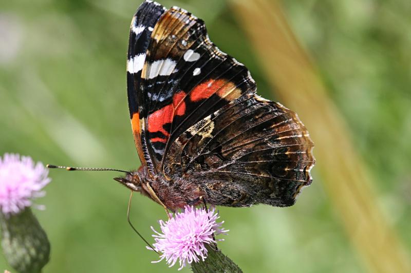Бабочка адмирал (лат. Vanessa atalanta) с тёмными, почти чёрными крыльями, на которых яркая оранжево-красная полоса и белые пятна  пьет нектар на цветке бодяка полевого (Cirsium arvense)