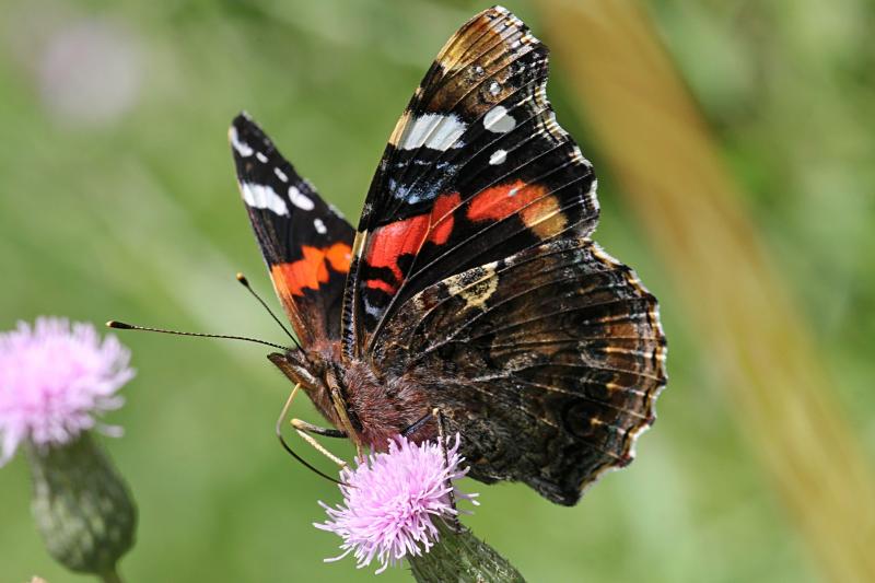 Бабочка адмирал (лат. Vanessa atalanta) с тёмными, почти чёрными крыльями, на которых яркая оранжево-красная полоса и белые пятна пьет нектар на цветке бодяка полевого (Cirsium arvense)