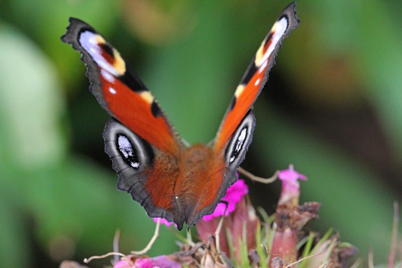 Дневной павлиний глаз (лат. Aglais io, ранее лат. Inachis io), крупная бабочка с красно-бурыми крыльями, на которых 4 крупных глазка с голубыми пятнами