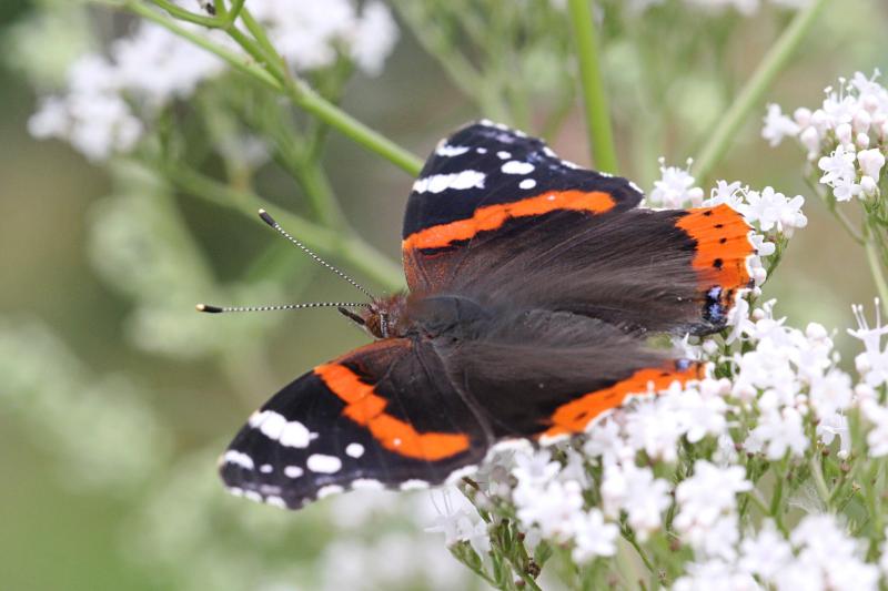 Бабочка адмирал (лат. Vanessa atalanta) с тёмными, почти чёрными крыльями, на которых яркая оранжево-красная полоса и белые пятна