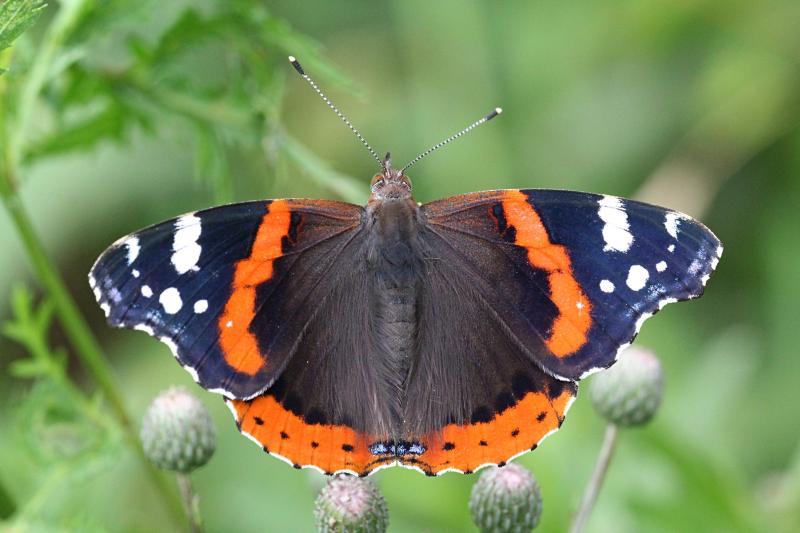 Бабочка адмирал (лат. Vanessa atalanta) с тёмными, почти чёрными крыльями, на которых яркая оранжево-красная полоса и белые пятна