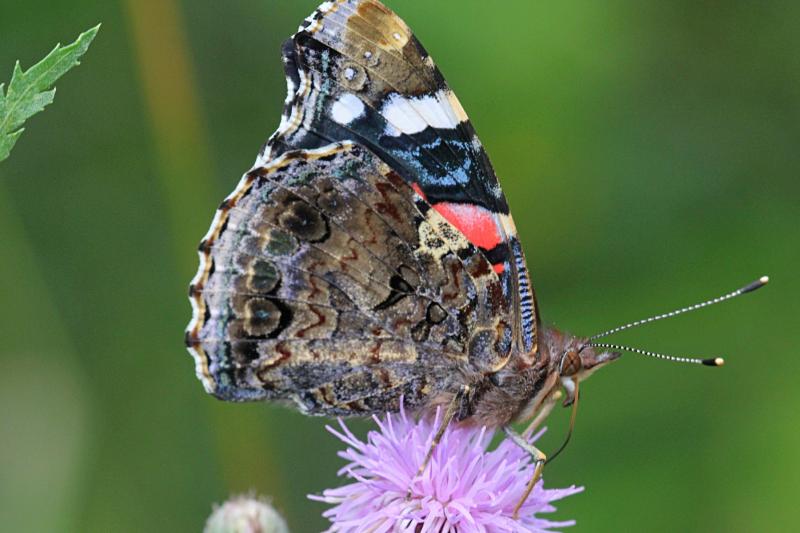 Бабочка адмирал (лат. Vanessa atalanta) с тёмными, почти чёрными крыльями, на которых яркая оранжево-красная полоса и белые пятна  пьет нектар на цветке бодяка полевого (Cirsium arvense)