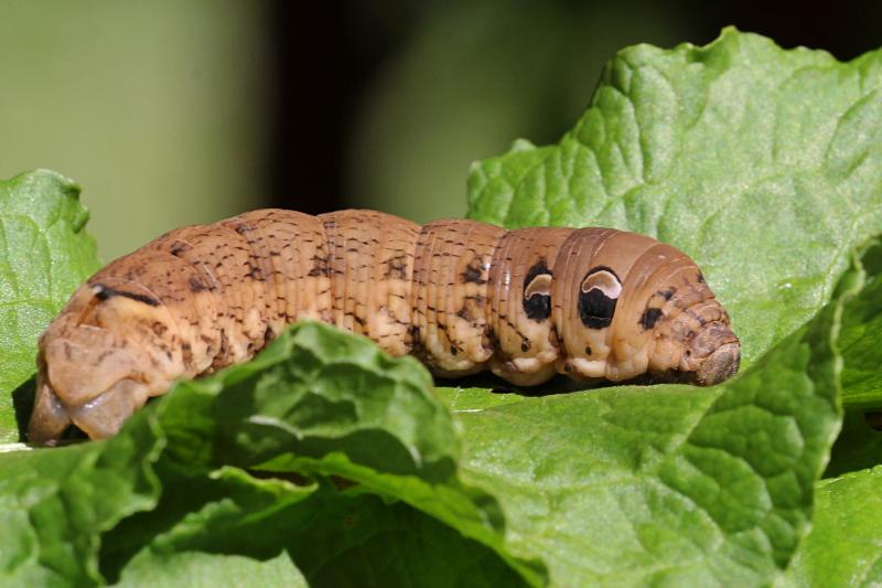 Крупная, похожая на змею гусеница бражника винного (Deilephila elpenor) бурого цвета с большими рисунками глаз на боках и рогом на хвосте