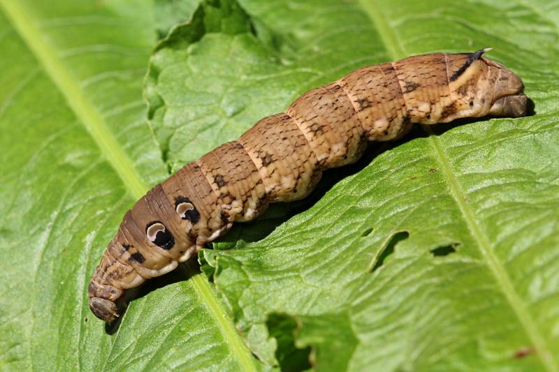 Крупная, похожая на змею гусеница бражника винного (Deilephila elpenor) бурого цвета с большими рисунками глаз на боках и рогом на хвосте