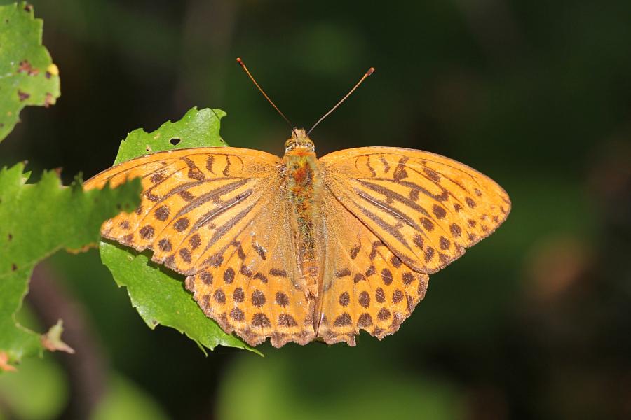 Перламутровка большая (лат. Argynnis paphia, перламутровка большая лесная, перламутровка Пафия) - крупная желтовато-оранжевая бабочка с тёмными точками и полосками на крыльях сидит на листе берёзы