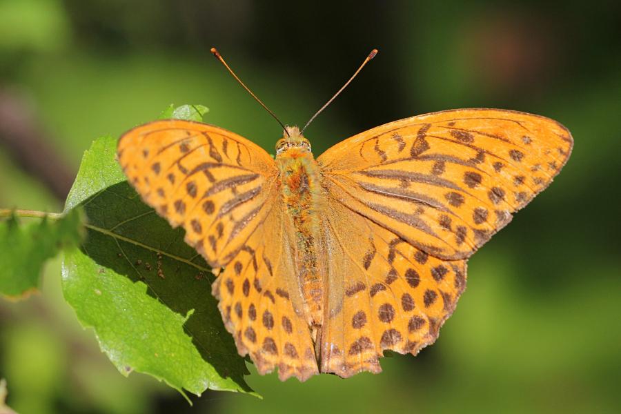 Перламутровка большая (лат. Argynnis paphia, перламутровка большая лесная, перламутровка Пафия) - крупная желтовато-оранжевая бабочка с тёмными точками и полосками на крыльях сидит на листе берёзы