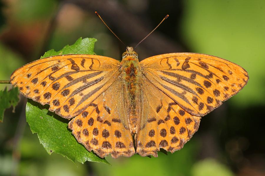 Перламутровка большая (лат. Argynnis paphia, перламутровка большая лесная, перламутровка Пафия) - крупная желтовато-оранжевая бабочка с тёмными точками и полосками на крыльях сидит на листе берёзы