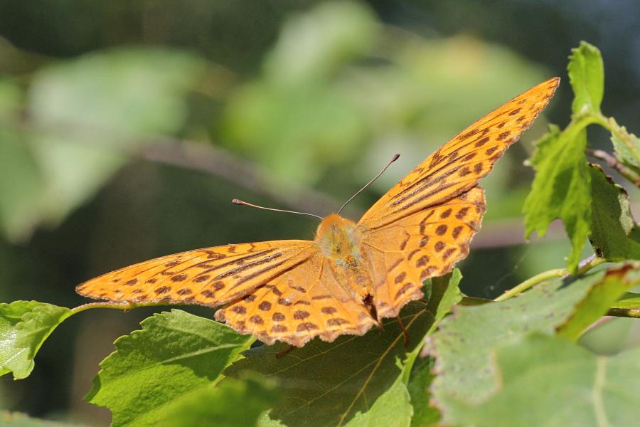 Перламутровка большая (лат. Argynnis paphia, перламутровка большая лесная, перламутровка Пафия) - крупная желтовато-оранжевая бабочка с тёмными точками и полосками на крыльях сидит на листе берёзы