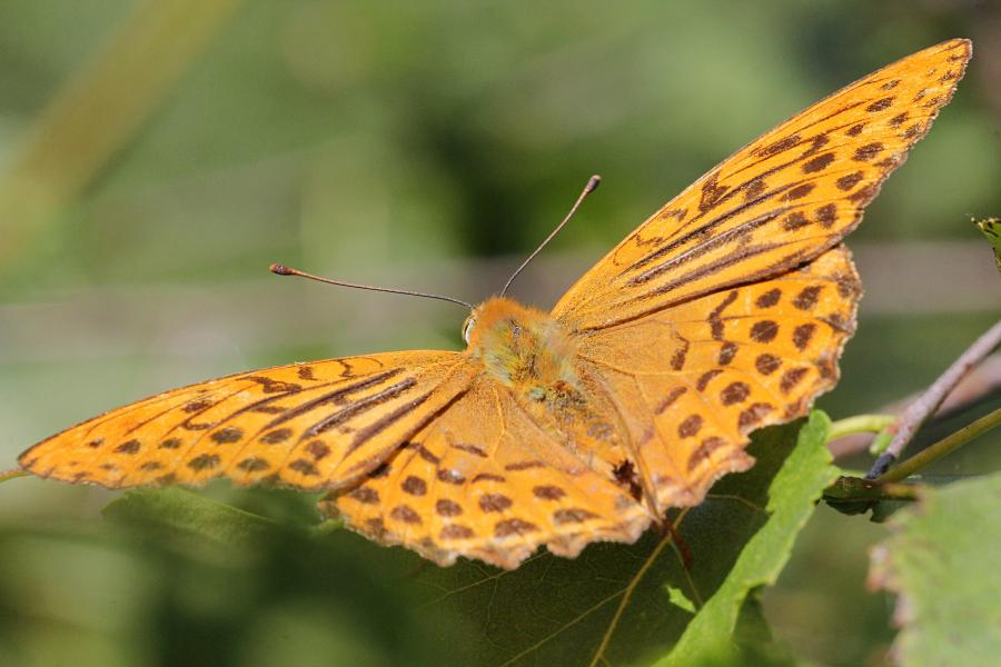 Перламутровка большая (лат. Argynnis paphia, перламутровка большая лесная, перламутровка Пафия) - крупная желтовато-оранжевая бабочка с тёмными точками и полосками на крыльях сидит на листе берёзы