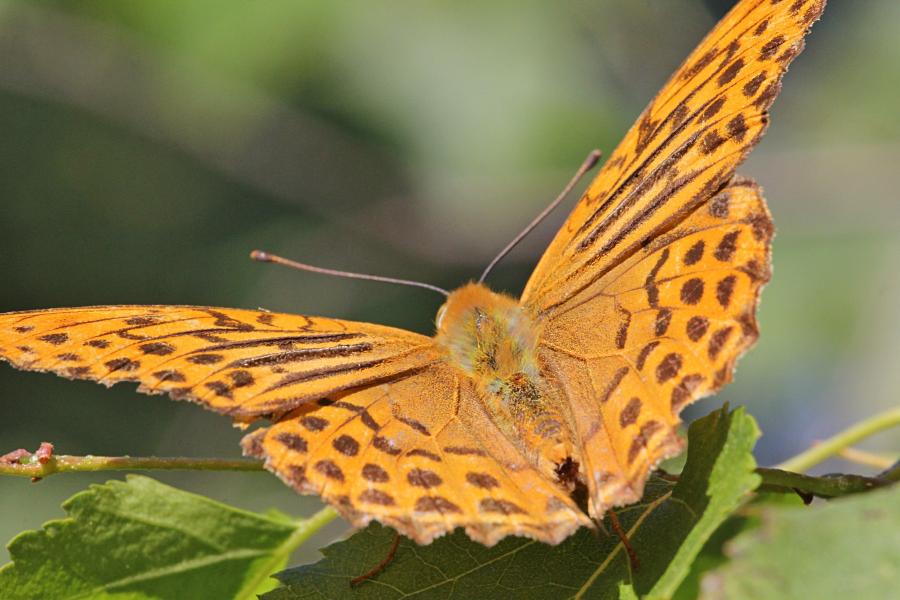 Перламутровка большая (лат. Argynnis paphia, перламутровка большая лесная, перламутровка Пафия) - крупная желтовато-оранжевая бабочка с тёмными точками и полосками на крыльях сидит на листе берёзы