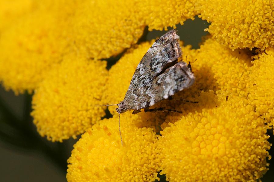 Молелистовёртка берёзовая (Choreutis diana) - мелкая бабочка (моль) серого цвета с волнистыми полосками на крыльях пьёт нектар на цветке пижмы