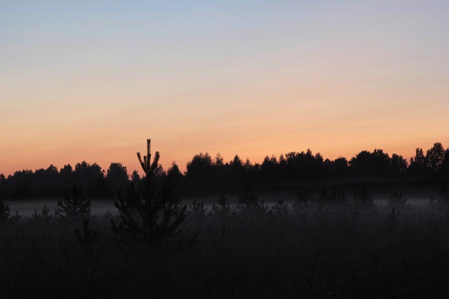 Маленькие сосенки в тумане. Поздний вечер, закат, туман опускается на луга в верховьях Вятки недалеко от Кирса