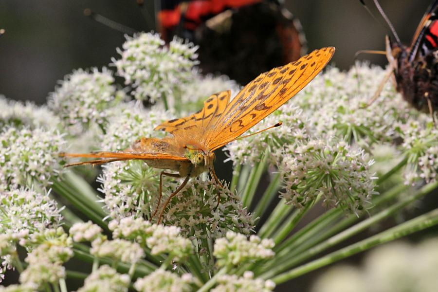 Перламутровка большая (лат. Argynnis paphia, перламутровка большая лесная, перламутровка Пафия) - крупная желтовато-оранжевая бабочка с тёмными точками и полосками на крыльях обедает нектаром на зонтичном цветке