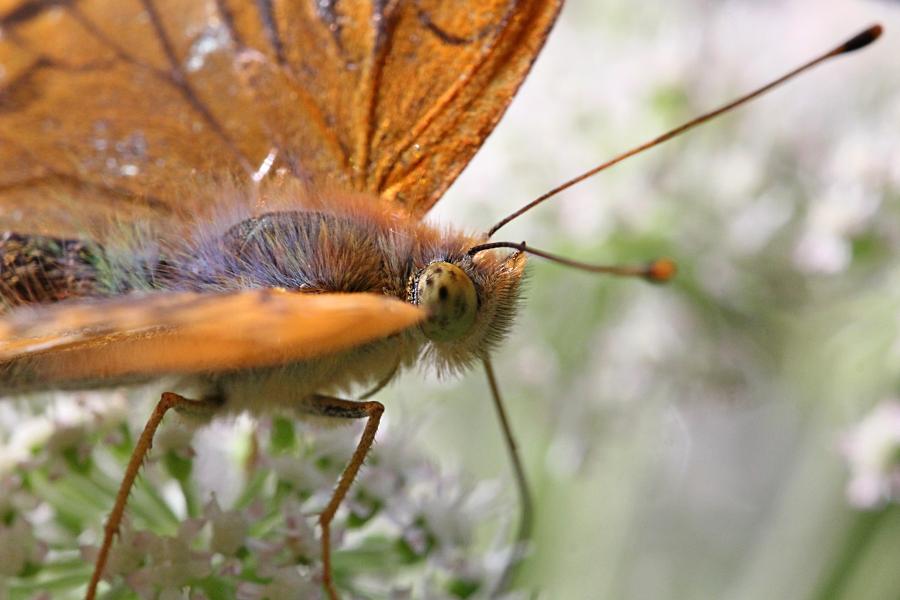 Перламутровка большая (лат. Argynnis paphia, перламутровка большая лесная, перламутровка Пафия) голова крупным планом, обедает нектаром на зонтичном цветке