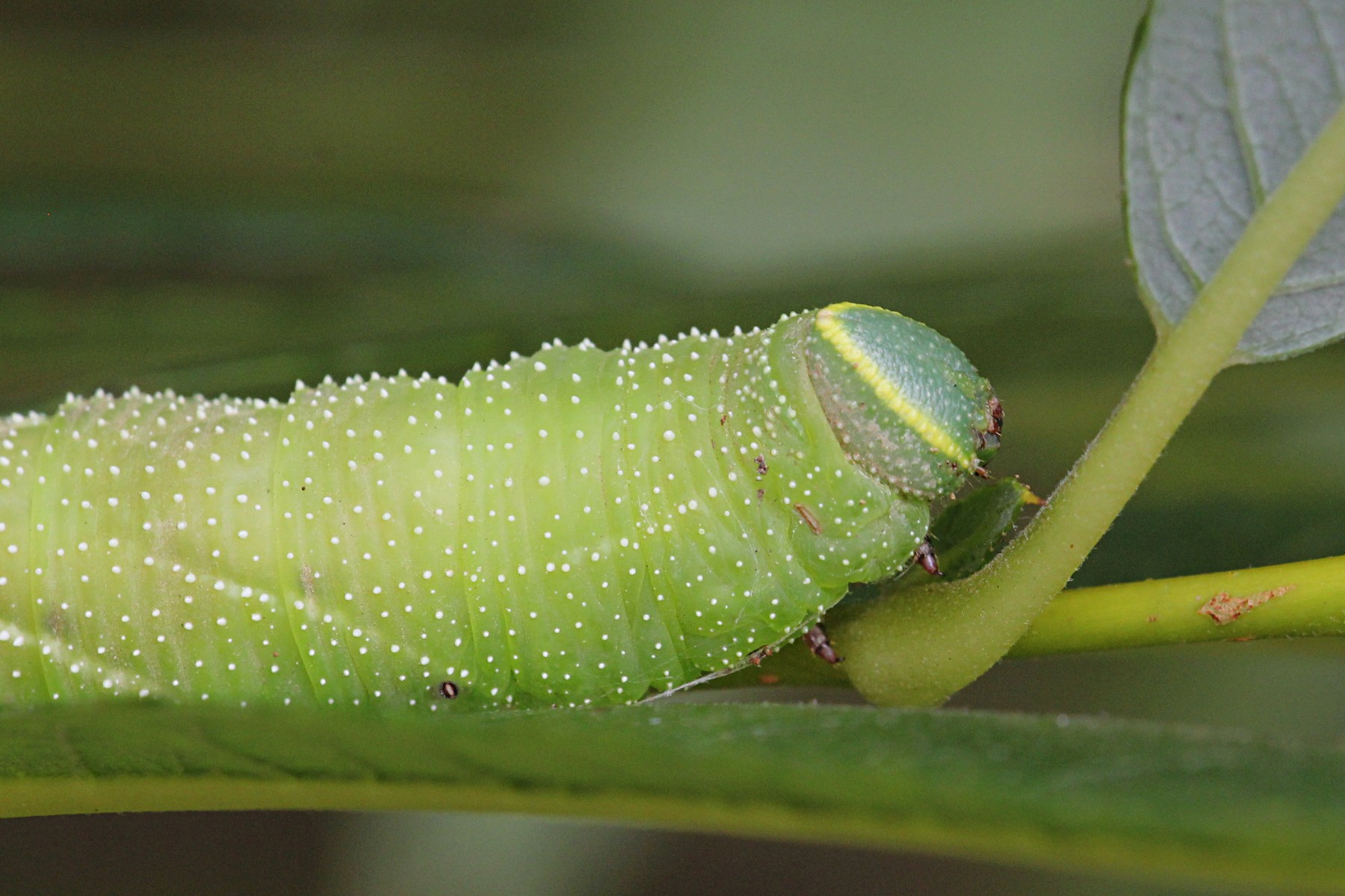 Гусеница зеленой бабочки. Бражник липовый гусеница. Бражник глазчатый гусеница. Зелёная гусеница БРАЖНИКА глазчатого. Глазчатый Бражник гусеница и бабочка.