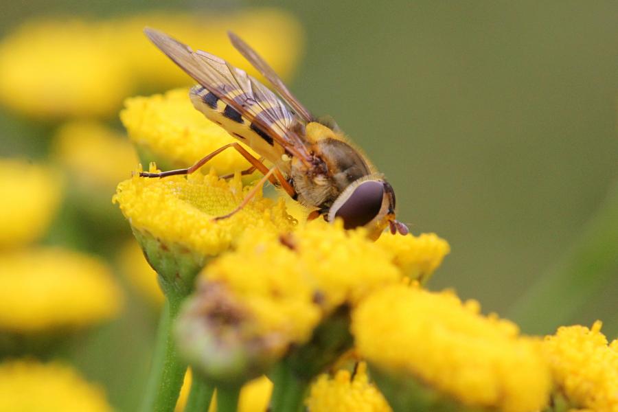 Полосатая муха-журчалка (лат. Syrphidae), маскирующаяся под осу или пчелу, пьёт нектар на цветке пижмы