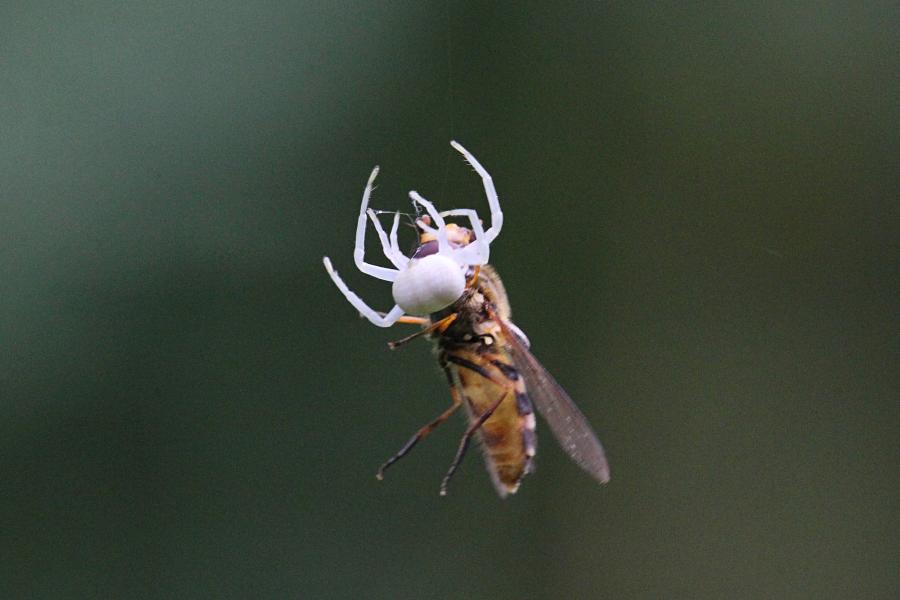 Белый цветочный паук (лат. Misumena vatia, мизумена косолапая) поймал полосатую муху-журчалку (лат. Syrphidae) и повис с нею на паутинке