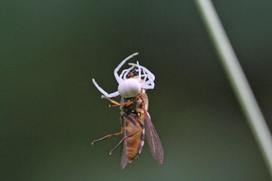 Белый цветочный паук (лат. Misumena vatia, мизумена косолапая) поймал полосатую муху-журчалку (лат. Syrphidae) и повис с нею на паутинке