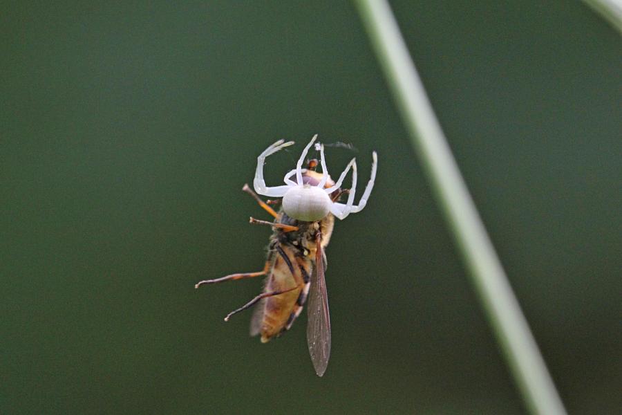 Белый цветочный паук (лат. Misumena vatia, мизумена косолапая) поймал полосатую муху-журчалку (лат. Syrphidae) и повис с нею на паутинке