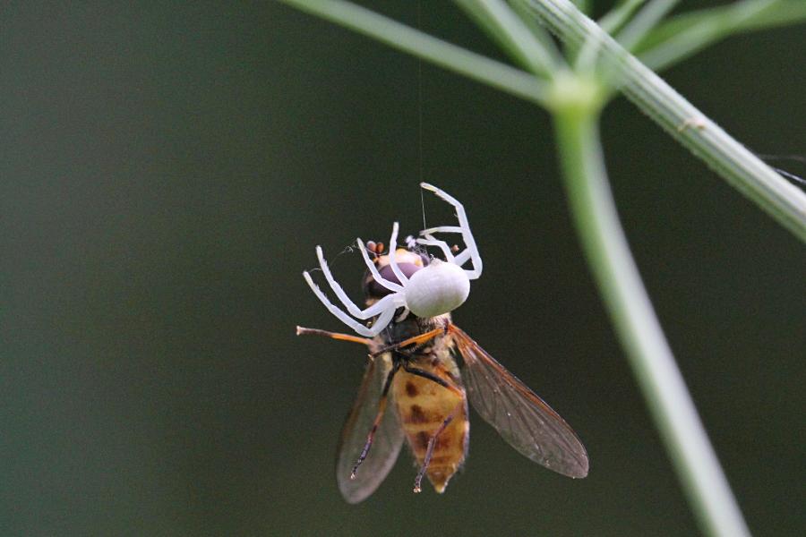 Белый цветочный паук (лат. Misumena vatia, мизумена косолапая) поймал полосатую муху-журчалку (лат. Syrphidae) и повис с нею на паутинке